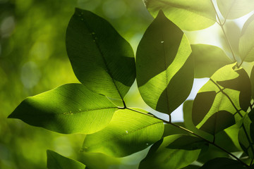 Translucent tree leaves on sunlight summer sunny day.Thailand.