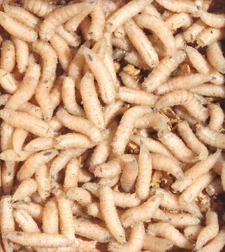 larvae of flies for fishing closeup