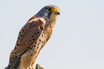 bird of prey