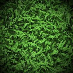 natural background. fresh spring grass. yarrow.