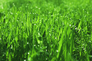 Fototapeta na wymiar grass. drops of dew toned. natural background