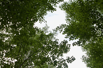 Fototapeta premium beautiful background, birch leaves against the sky, screensaver on the desktop, russian sadness