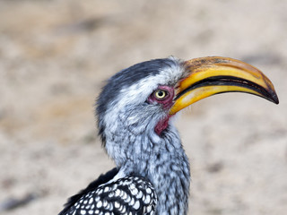 Portrait of Yellow-billed hornbill, Tockus flavirostris, Botswana