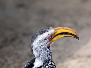 Portrait of Yellow-billed hornbill, Tockus flavirostris, Botswana