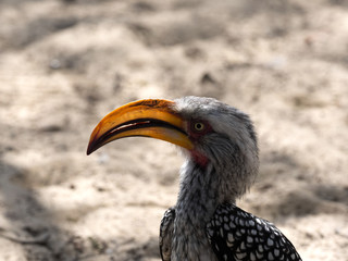 Portrait of Yellow-billed hornbill, Tockus flavirostris, Botswana