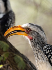 Portrait of Yellow-billed hornbill, Tockus flavirostris, Botswana