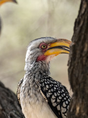 Portrait of Yellow-billed hornbill, Tockus flavirostris, Botswana