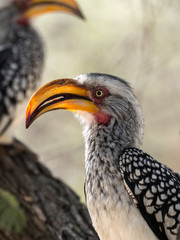 Portrait of Yellow-billed hornbill, Tockus flavirostris, Botswana