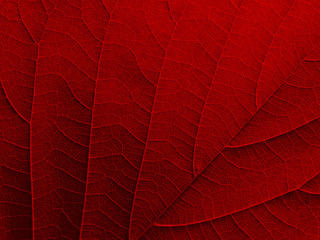 red leaf texture background