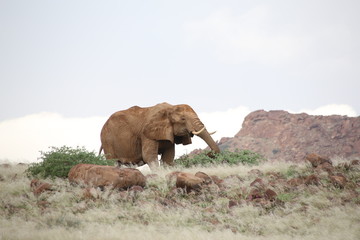 Namibie