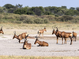 Red Hartebeest, Alcelaphus buselaphus caama, Botaswana