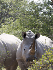 Fototapeta premium Southern White rhinoceros, Ceratotherium simum simum, mud cover, Botswana