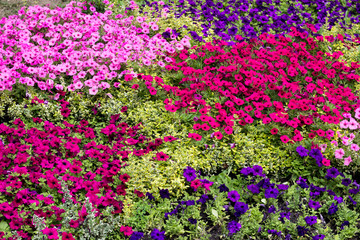 Fototapeta premium Colorful flowers background. Modern floral design. Landscaping art