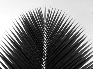 Fototapeta premium beautiful palms leaf on white background