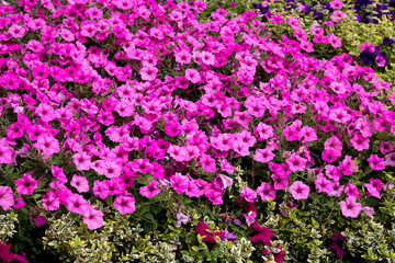 Obraz premium Colorful flowers background. Modern floral design. Landscaping art