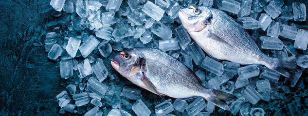 Frische Royal Dorade auf dunkelem Hintergrund
