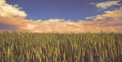 Fototapeta na wymiar ears of wheat on the field. against a background of a cloudy sky. toned.