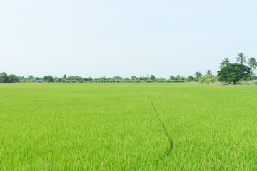 Rice field Organic farming of nature.