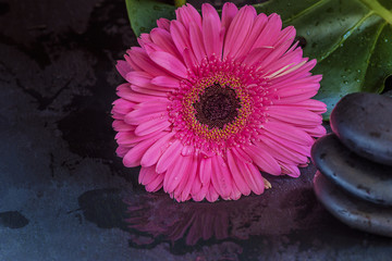 Pink african daisy (gerbera) flower on black stones on slate with water drops