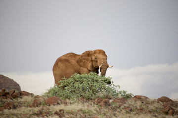 Namibie