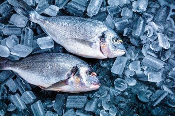 Frische Royal Dorade auf dunkelem Hintergrund