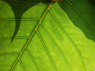 green bodhi leaf with shadow