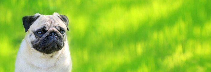 Pug dog on a background of green grass