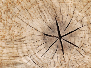 old tree stump texture background