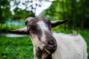 Goat close-up. The goat grazes on a leash in the countryside. Grazing in the countryside
