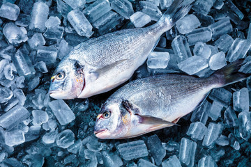 Frische Royal Dorade auf dunkelem Hintergrund