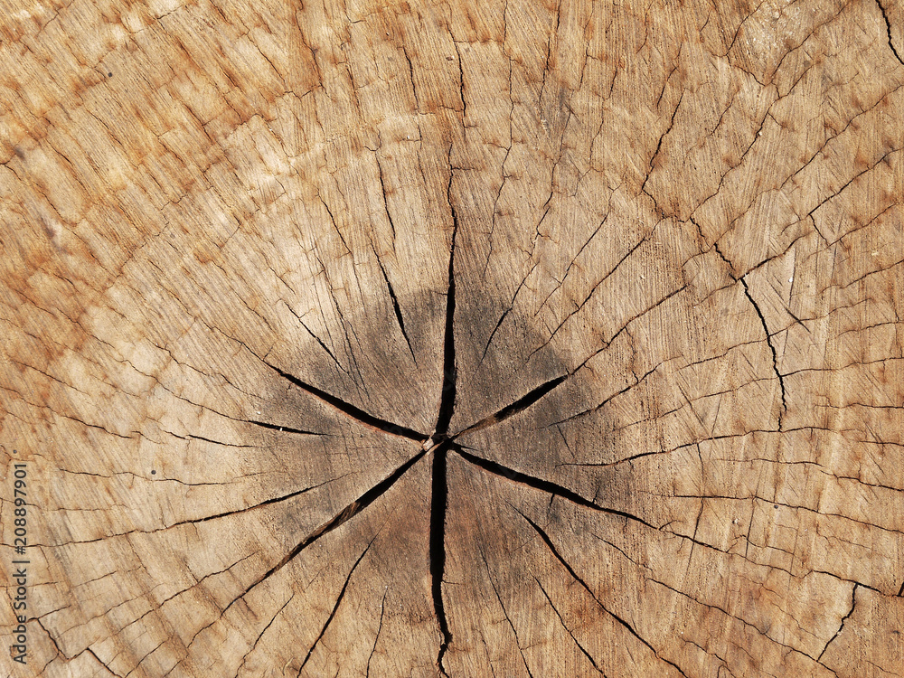 Sticker old tree stump texture background