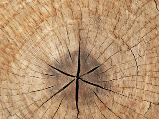 old tree stump texture background