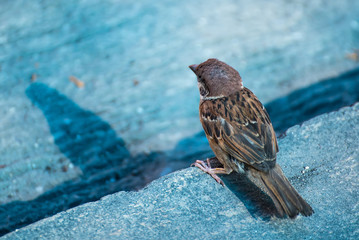 Closeup of a sparrow on a concrete floor a grey background.