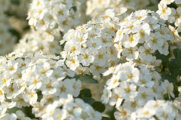 bushes of spiraea with densely growing branches and foliage and white flowers