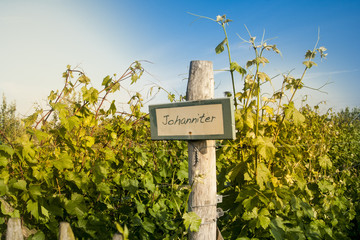 spring in Belgian wineyard