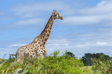 Giraffe
