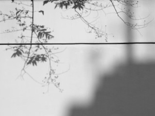 tree shadow on white wall