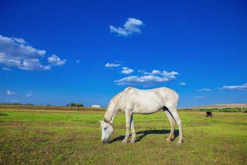 Obraz premium white mare grazing