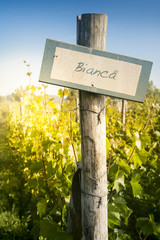 spring in Belgian wineyard