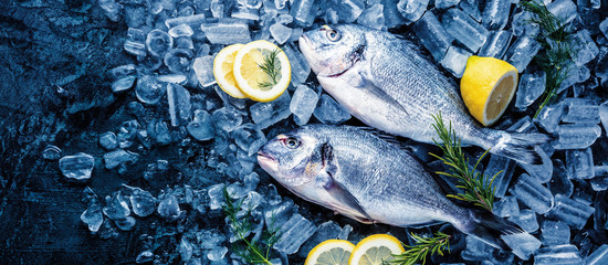 Frische Royal Dorade auf dunkelem Hintergrund