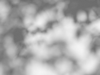 shadow of the leaves on a white wall