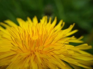 dandelion