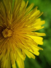 dandelion