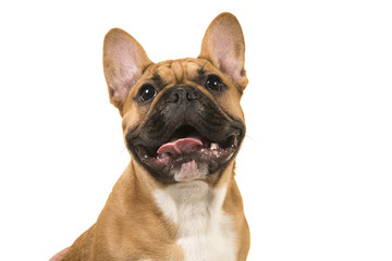 Portrait of a french bulldog smiling with mouth open looking up isolated on a white background