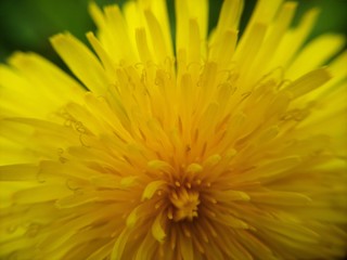 dandelion