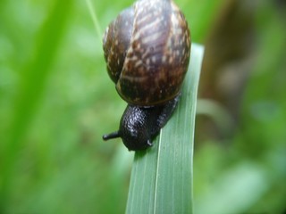 macro photo snails
