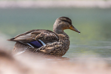 Female Mallard Duck