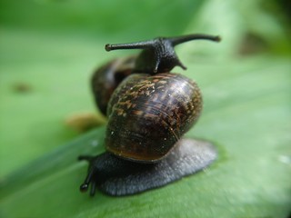 macro photo snails