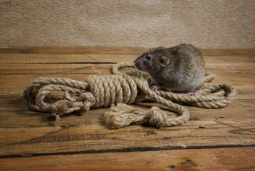 Rat and rope.