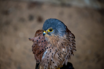 bird of prey